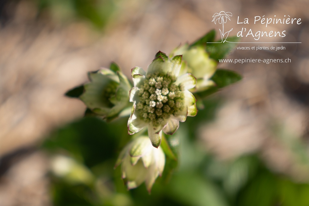 Astrantia major 'Star of Billion' - La pépinière d'Agnens