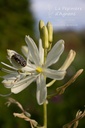 Camassia leichtlinii 'Alba' - La pépinière d'Agnens - La pépinière d'Agnens