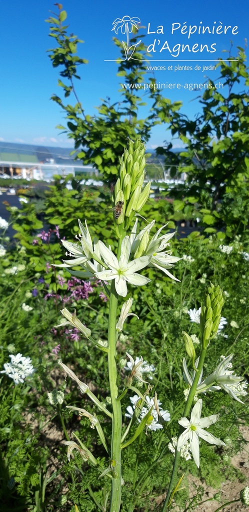 Camassia leichtlinii 'Alba' - La pépinière d'Agnens - La pépinière d'Agnens