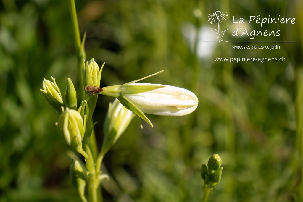 Campanula persicifolia 'Alba' - La pépinière d'Agnens