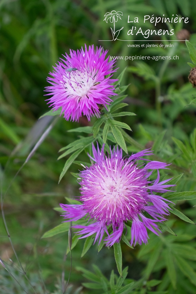 Centaurea dealbata - La pépinière d'Agnens