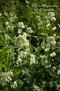 Centranthus ruber 'Albus' - La pépinière d'Agnens