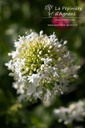 Centranthus ruber 'Albus' - La pépinière d'Agnens