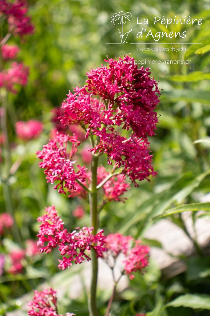 Centranthus ruber 'Coccineus' - La pépinière d'Agnens