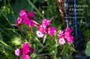 Dianthus barbatus - La pépinière d'Agnens
