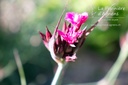 Dianthus carthusianorum - La pépinière d'Agnens