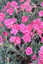 Dianthus gratianopolitanus 'Rotkäppchen' - La pépinière d'Agnens