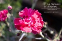 Dianthus gratianopolitanus 'Rotkäppchen' - La pépinière d'Agnens