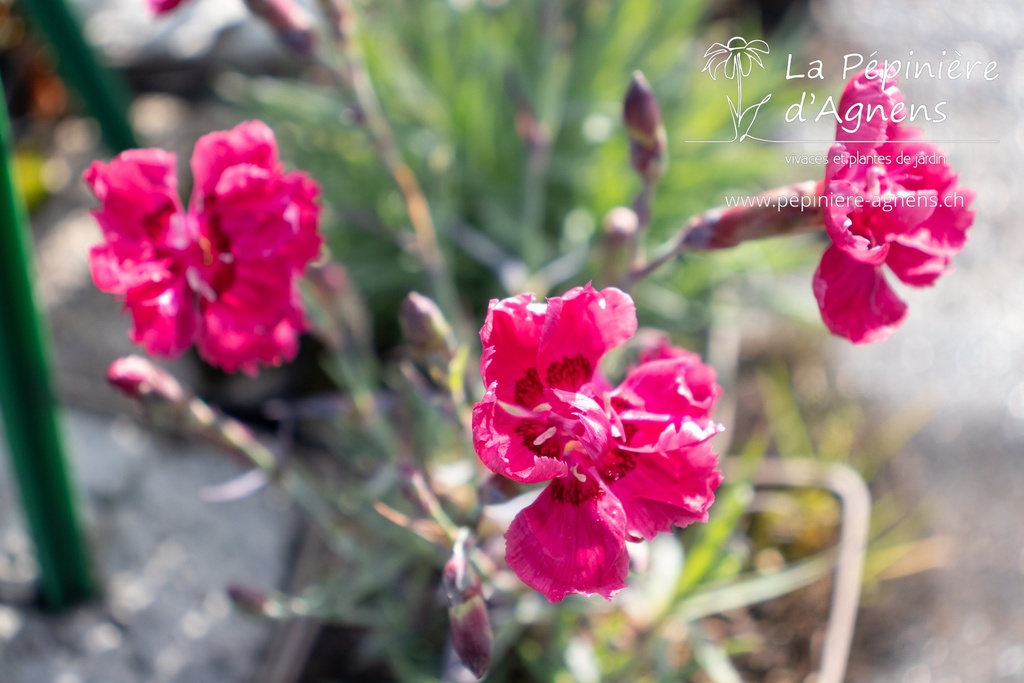 Dianthus gratianopolitanus 'Rotkäppchen' - La pépinière d'Agnens