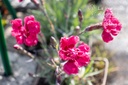 Dianthus gratianopolitanus 'Rotkäppchen' - La pépinière d'Agnens