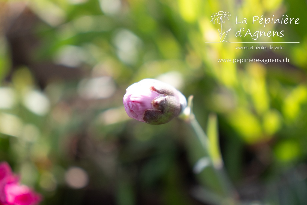 Dianthus plumarius 'Ine' - La pépinière d'Agnens