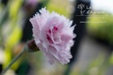 Dianthus plumarius 'Ine' - La pépinière d'Agnens