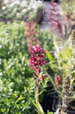 Echium russicum - La pépinière d'Agnens