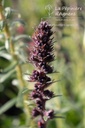 Echium russicum - La pépinière d'Agnens