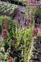 Echium russicum - La pépinière d'Agnens