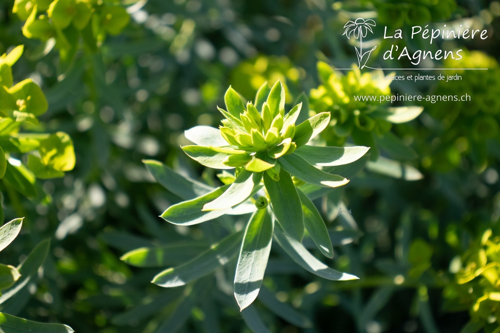 Euphorbia seguieriana ssp. niciciana - La pépinière d'Agnens