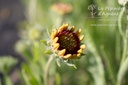 Gaillardia aristata 'Granada' - La pépinière d'Agnens