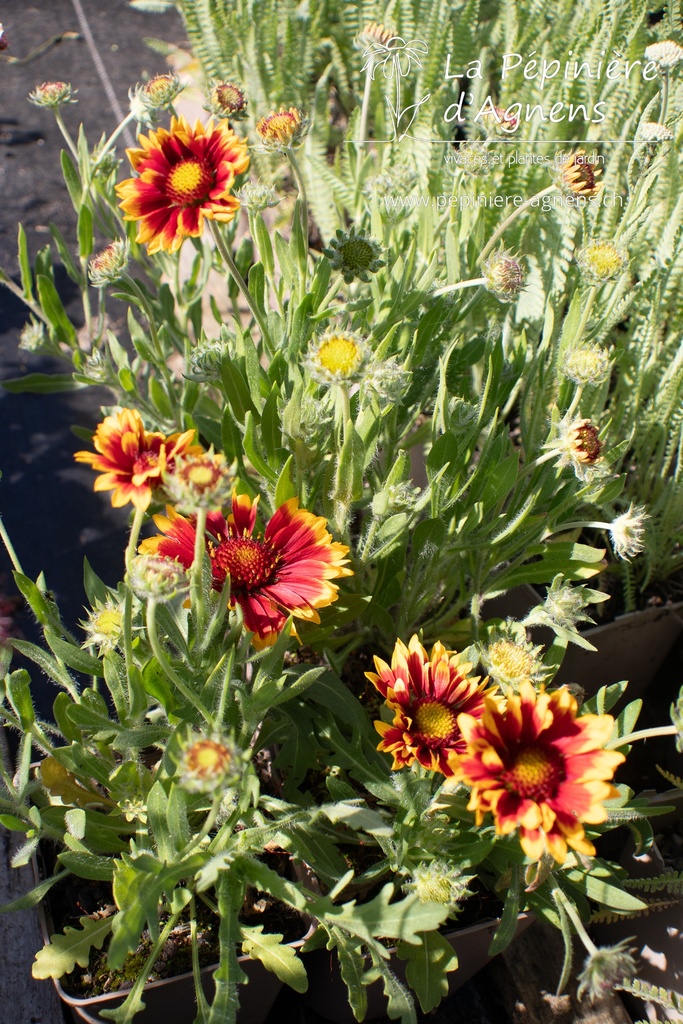 Gaillardia aristata 'Granada' - La pépinière d'Agnens