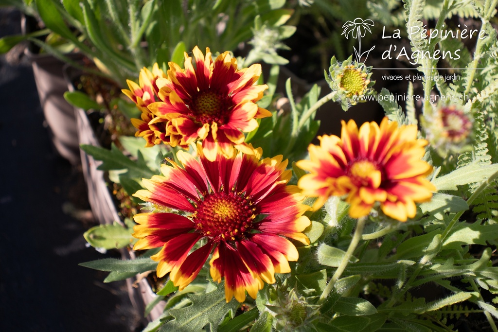 Gaillardia aristata 'Granada' - La pépinière d'Agnens