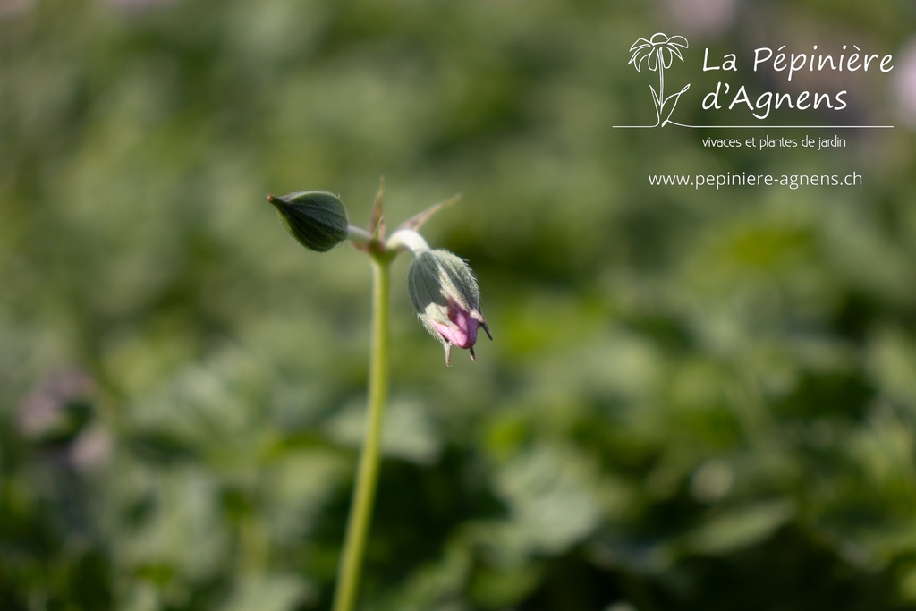 Geranium hybride 'Dreamland'®- La pépinière d'Agnens