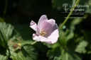 Geranium hybride 'Dreamland'®- La pépinière d'Agnens