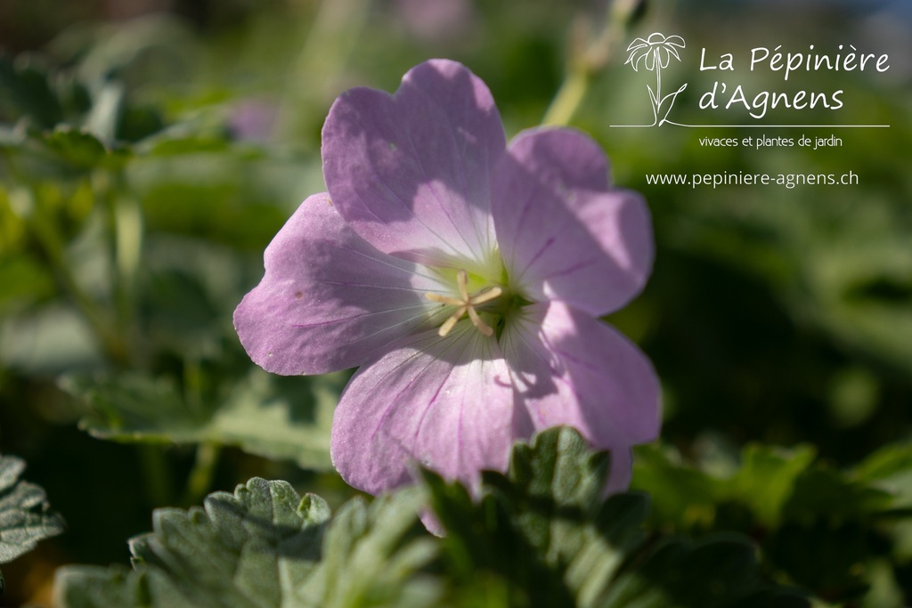 Geranium hybride 'Dreamland'®- La pépinière d'Agnens