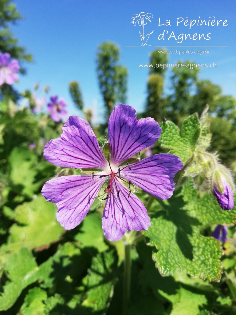 Geranium renardii 'Philippe Vapelle' - La pépinière d'Agnens