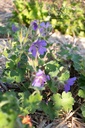 Geranium renardii 'Philippe Vapelle' - La pépinière d'Agnens