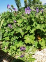 Geranium renardii 'Philippe Vapelle' - La pépinière d'Agnens