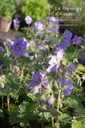 Geranium renardii 'Terre Franche' - La pépinière d'Agnens