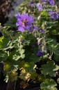 Geranium renardii 'Terre Franche' - La pépinière d'Agnens