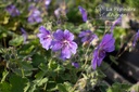 Geranium renardii 'Terre Franche' - La pépinière d'Agnens