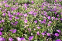 Geranium sanguineum 'Max Frei' - La pépinière d'Agnens