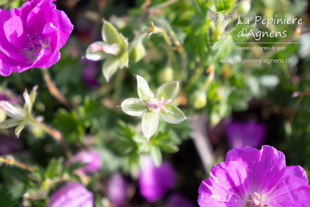 Geranium sanguineum 'Max Frei' - La pépinière d'Agnens