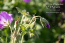 Geranium x gracilis 'Sirak'- La pépinière d'Agnens