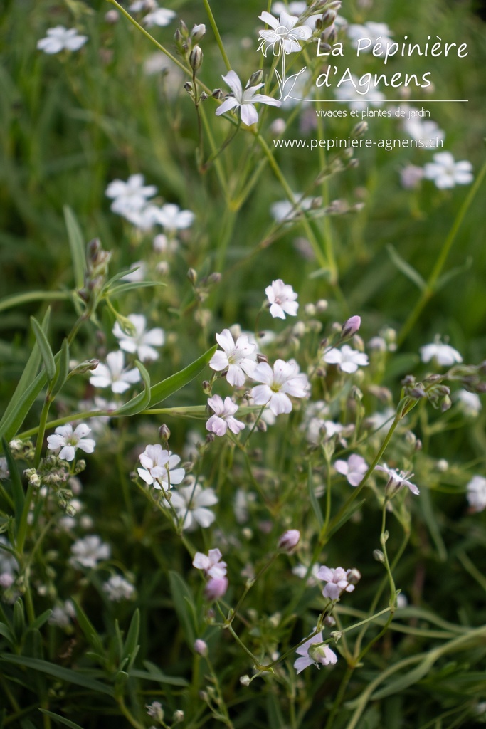 Gypsophila repens - La pépinière d'Agnens