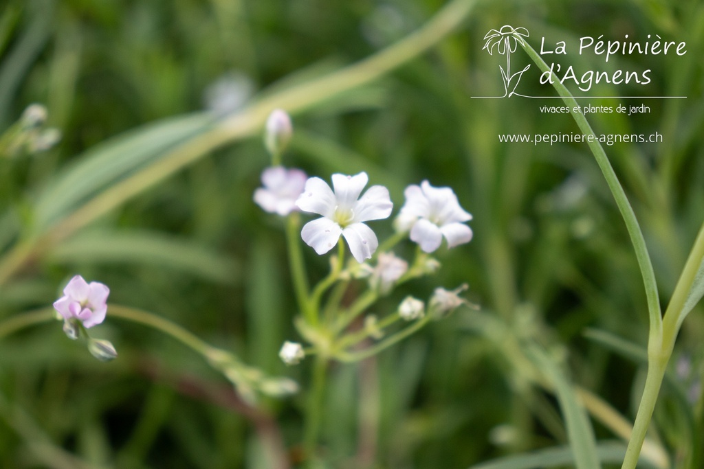 Gypsophila repens - La pépinière d'Agnens