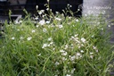 Gypsophila repens - La pépinière d'Agnens