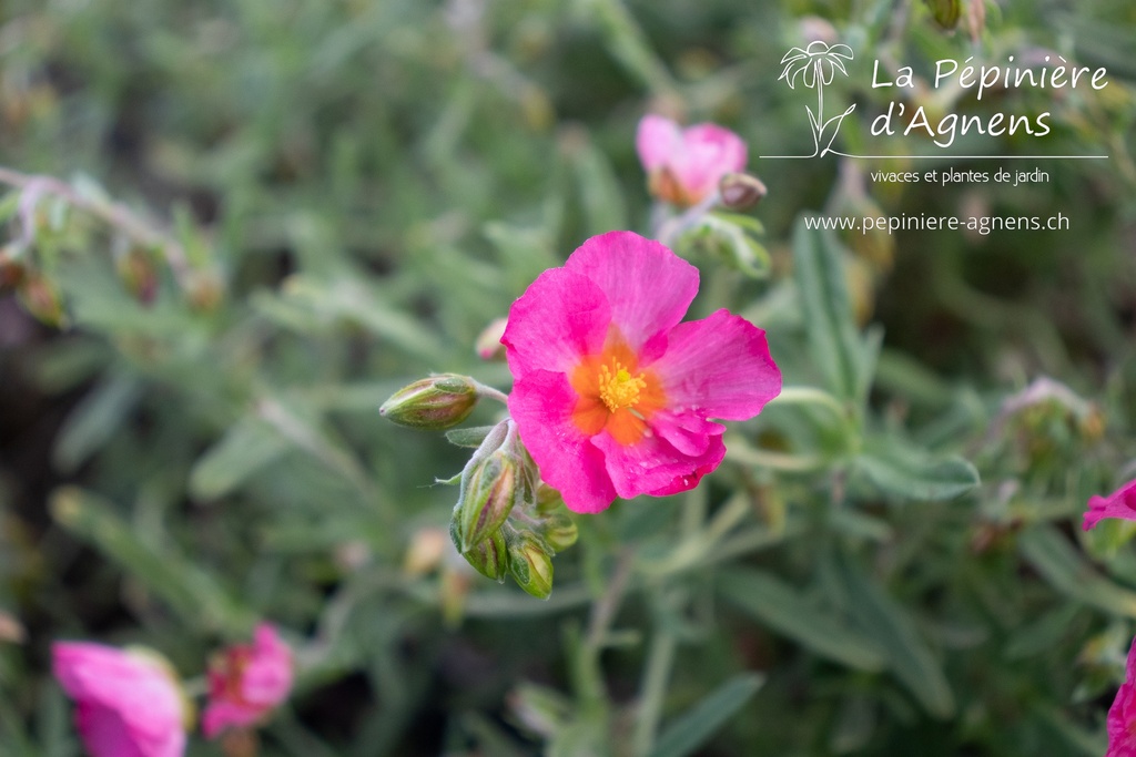 Helianthemum hybride 'Ben Hope' - La pépinière d'Agnens