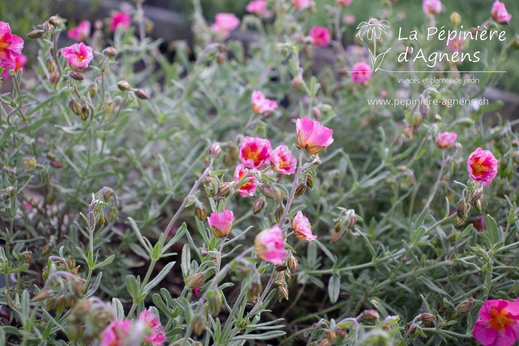 Helianthemum hybride 'Ben Hope' - La pépinière d'Agnens