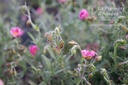 Helianthemum hybride 'Ben Hope' - La pépinière d'Agnens