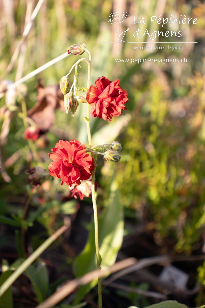 Helianthemum hybride 'Amabile Plenum' - La pépinière d'Agnens