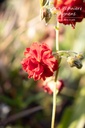 Helianthemum hybride 'Amabile Plenum' - La pépinière d'Agnens