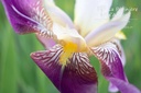 Iris germanica 'Folkwang' - La pépinière d'Agnens