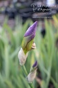 Iris germanica 'Folkwang'- La pépinière d'Agnens