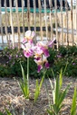 Iris germanica 'Folkwang' - La pépinière d'Agnens