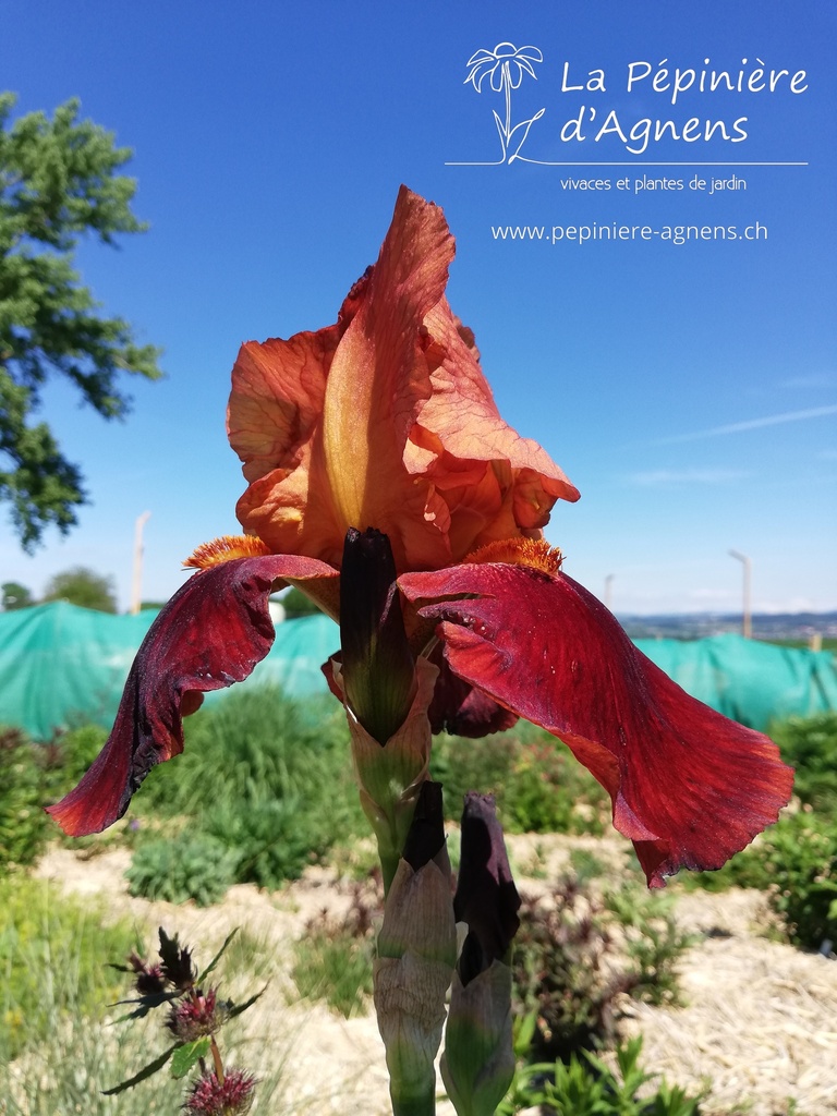 Iris germanica 'Natchez Trace' - La pépinière d'Agnens