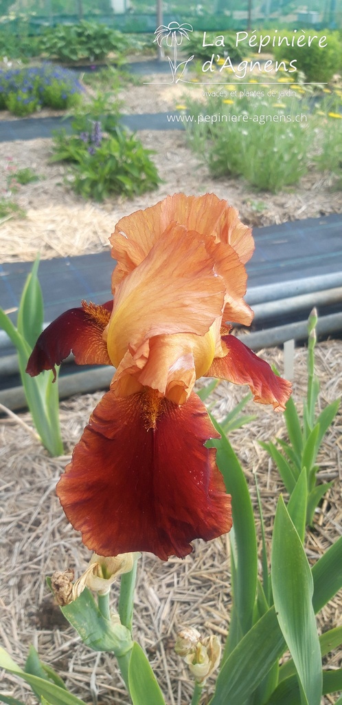 Iris germanica 'Natchez Trace' - La pépinière d'Agnens