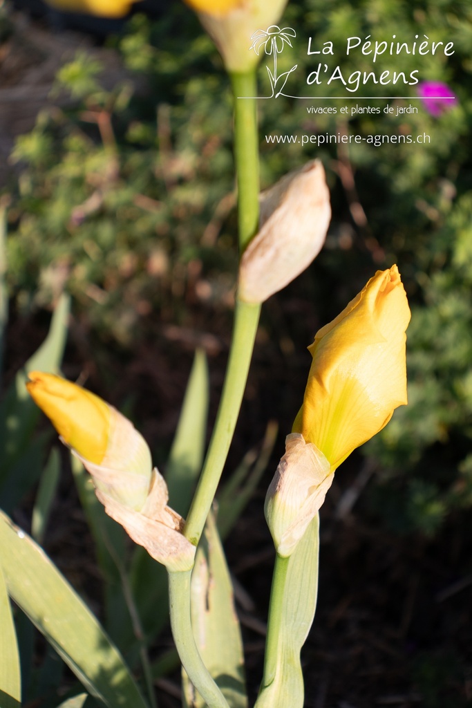 Iris germanica 'Ola Kala' - La pépinière d'Agnens