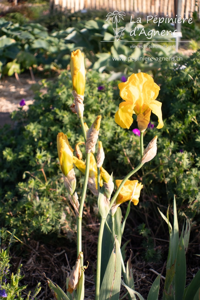 Iris germanica 'Ola Kala' - La pépinière d'Agnens